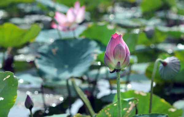 Pembe nilüfer çiçek (lotus) — Stok fotoğraf