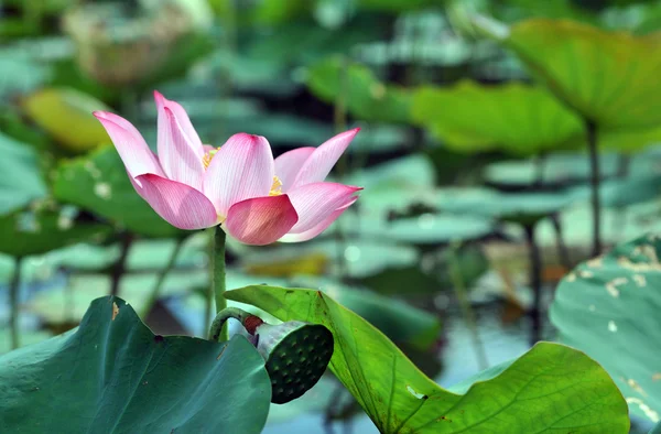 Lotus çiçek çiçek — Stok fotoğraf