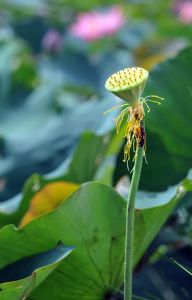 Lotusbloem en seedpod — Stockfoto