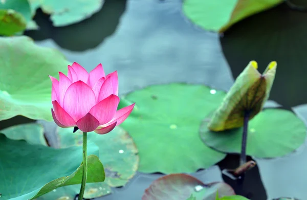 Asiatiska rosa lotusblomma — Stockfoto