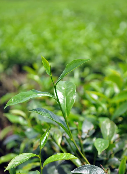 Grüne Teeknospe und frische Blätter — Stockfoto