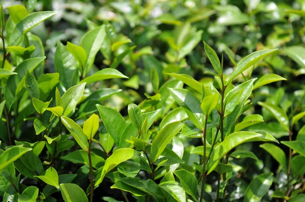 绿茶芽和新鲜叶子 — 图库照片