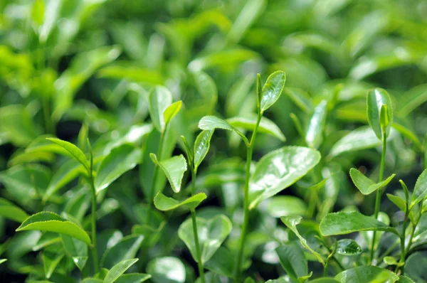 绿茶芽 — 图库照片