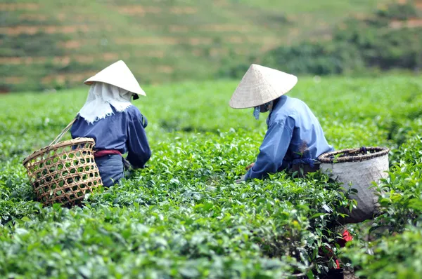 Mujer recogiendo hojas de té en una plantación de té Vietnam Imagen de stock