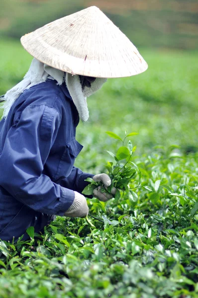 Donna che raccoglie foglie di tè in una piantagione di tè Vietnam Immagine Stock