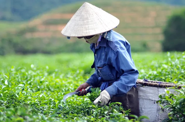 Donna raccogliendo foglie di tè Immagine Stock