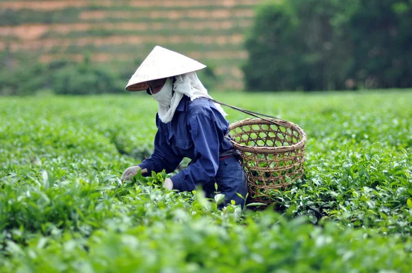 Donna che raccoglie foglie di tè in una piantagione di tè Vietnam Fotografia Stock