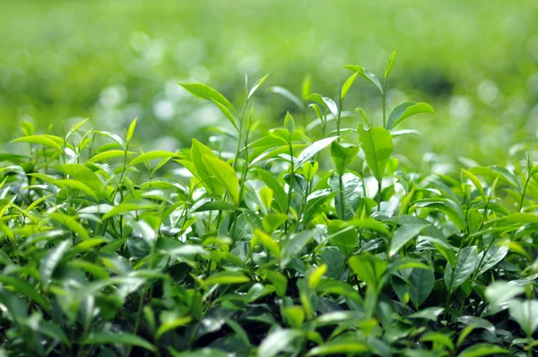 Tè verde Foto Stock