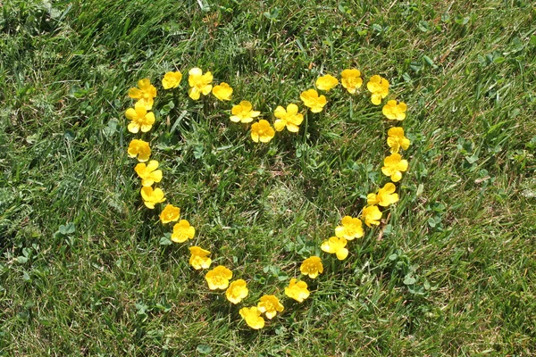 stock image Buttercups like a heart