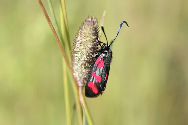 stock image Colorful beetle on grass