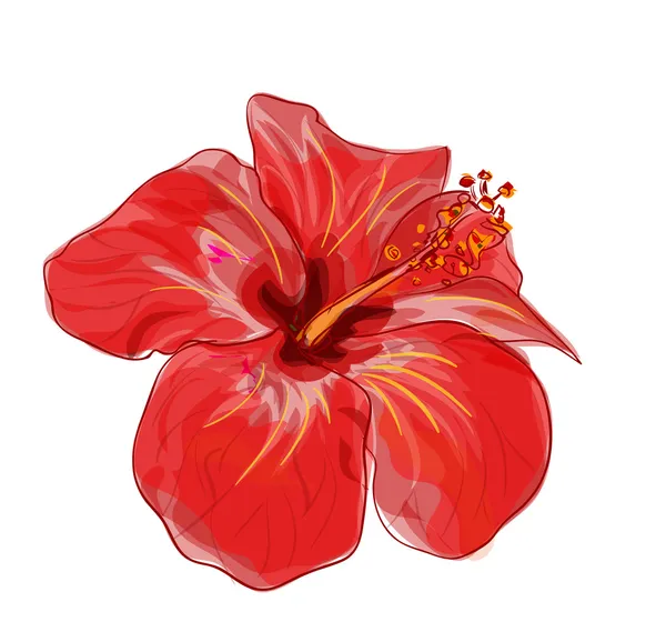Flor vermelha de hibisco. Imagem vetorial . — Vetor de Stock