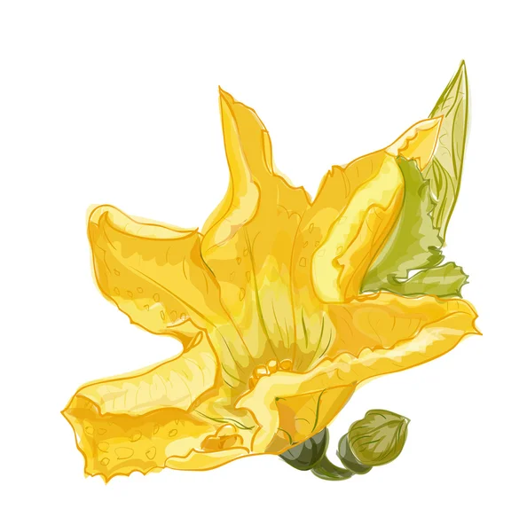 Fiore di zucchine su fondo bianco. Immagine vettoriale . — Vettoriale Stock