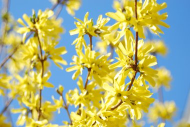 Forsythia clipart