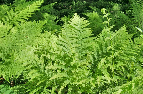 stock image Fern background