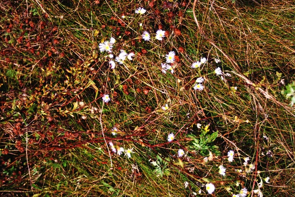 Kwiaty polne i trawa — Zdjęcie stockowe