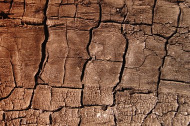 Background with a tree bark clipart