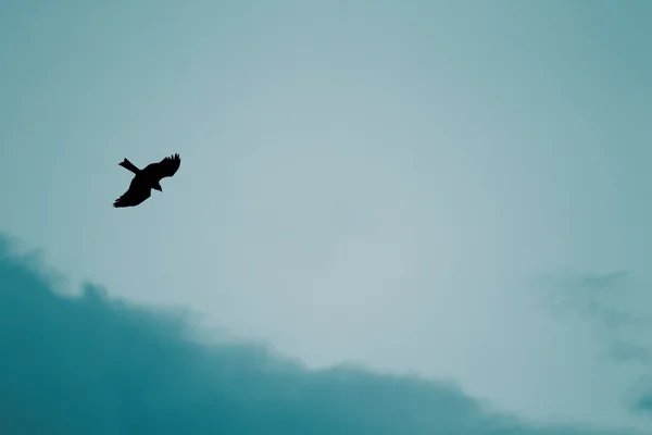 Фон с птицей хищник Лицензионные Стоковые Фото