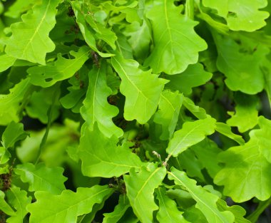 Background of oak leaves clipart