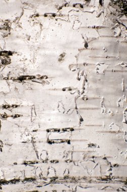 Background of white birch bark clipart