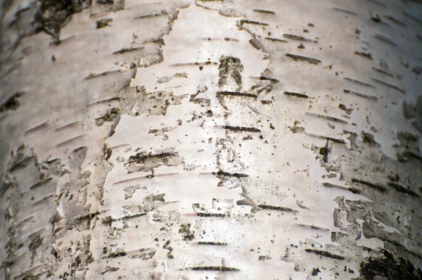 Background of birch bark — Stock Photo, Image