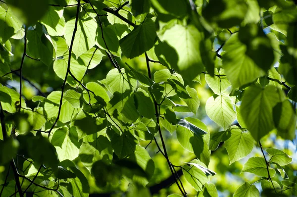 Background of linden leaves — Stock Photo, Image