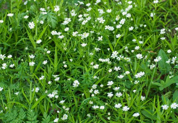 stock image Background of little white forest flowers