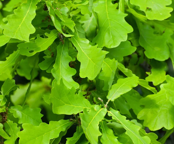 Background of oak leaves — Stock Photo, Image