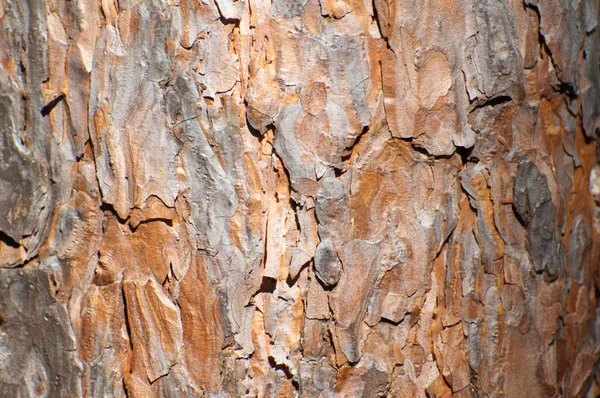 Background of pine bark — Stock Photo, Image