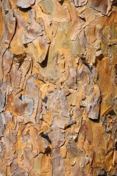 太陽に照らされた松の樹皮の背景 — ストック写真