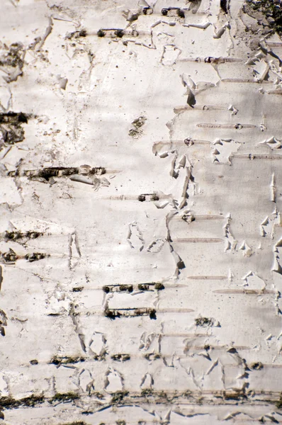 Background of white birch bark — Stock Photo, Image