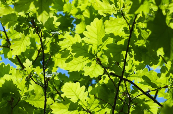 stock image Background of young oak leaves