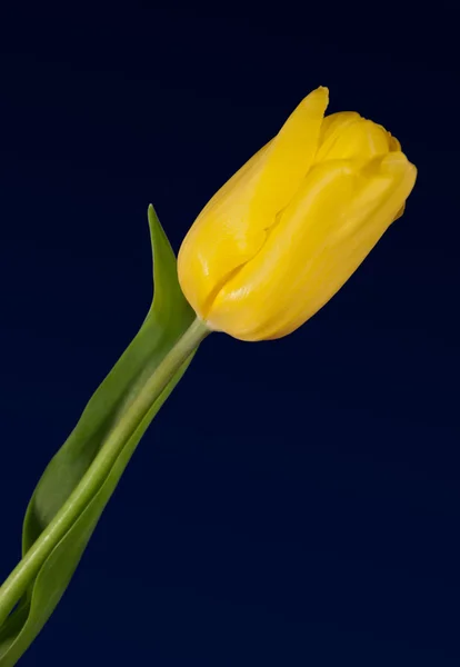 Один желтый тюльпан на голубом — стоковое фото