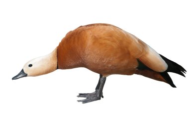 Angry ruddy shelduck clipart