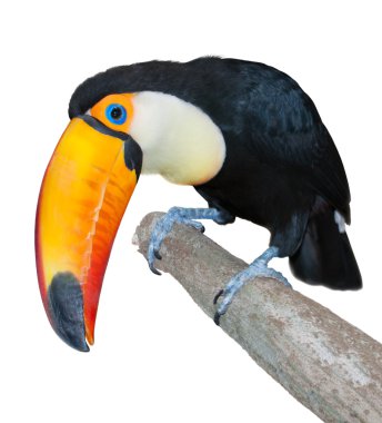 Curious toucan clipart