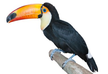Playful toucan clipart