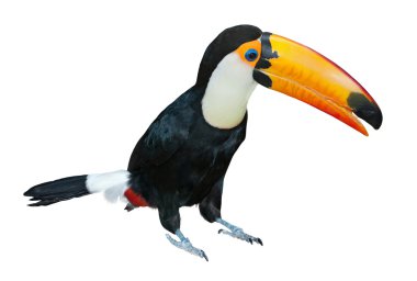 Toucan clipart