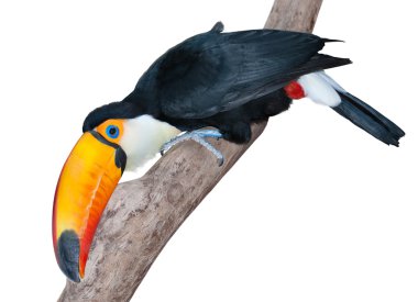 çok meraklı toucan