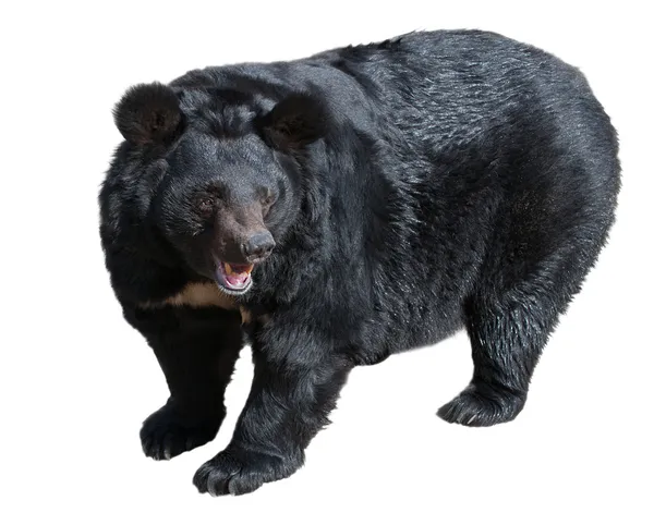 Asiatischer Schwarzbär — Stockfoto