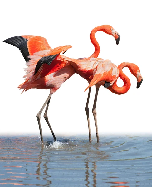 Liebendes Flamingo-Paar — Stockfoto