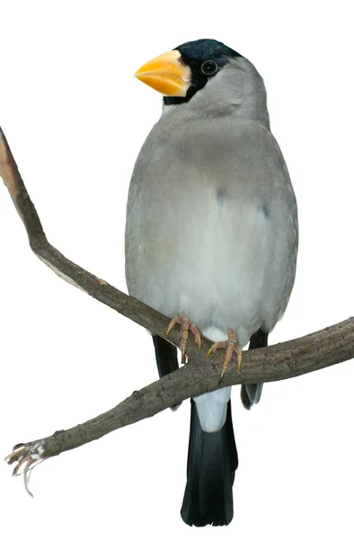 Тропическая птица на веточке — стоковое фото
