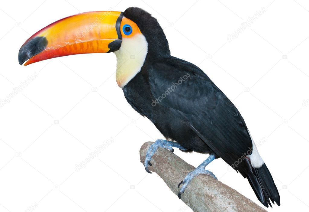 Playful toucan