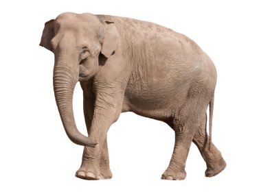 Big Asian Elephant clipart