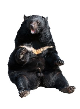 Himalayan black bear clipart