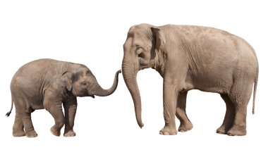 Little elephant calf with his mother clipart