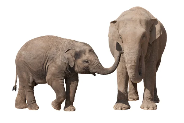 Elefante bezerro com sua mãe — Fotografia de Stock