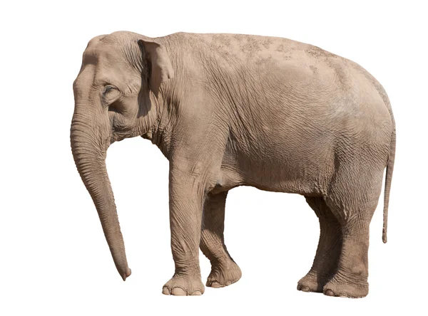 Asiatischer Elefant Stockbild