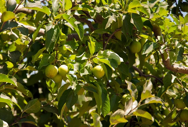 Contexte des feuilles de pommier aux pommes — Photo