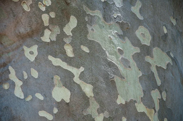 Background of plane tree bark — Stock Photo, Image