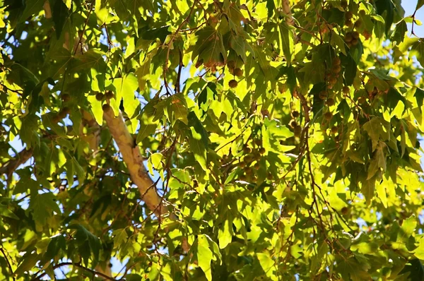 stock image Background of plane tree leaves