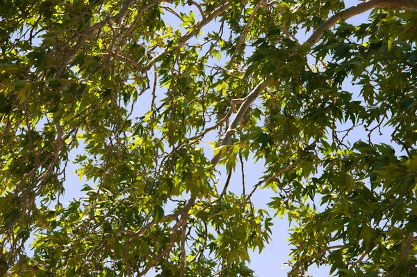 stock image Background of plane tree twigs and leaves